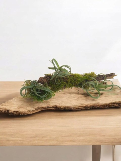 Tillandsia Curly Slim Oplątwa Epifit Powietrzna Roślina Air Plant Tillandsia Curly Slim Oplątwa Epifit Powietrzna Roślina Air Plant