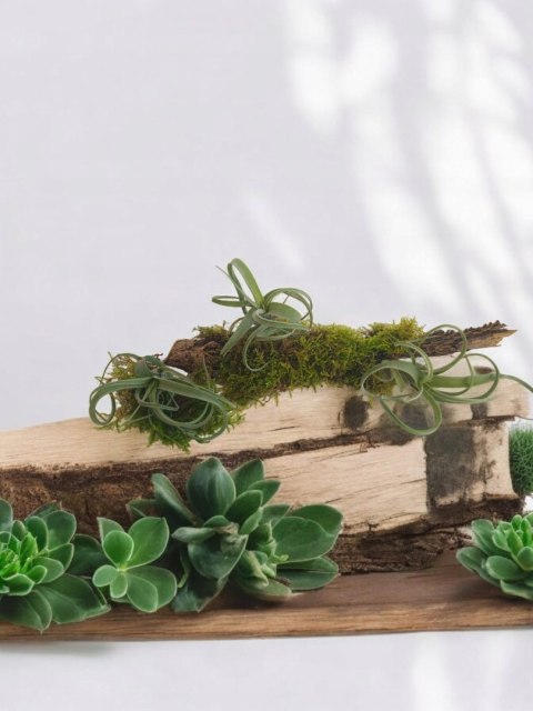 Tillandsia Curly Slim Oplątwa Epifit Powietrzna Roślina Air Plant Tillandsia Curly Slim Oplątwa Epifit Powietrzna Roślina Air Plant