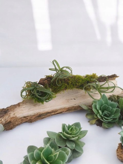 Tillandsia Curly Slim Oplątwa Epifit Powietrzna Roślina Air Plant Tillandsia Curly Slim Oplątwa Epifit Powietrzna Roślina Air Plant