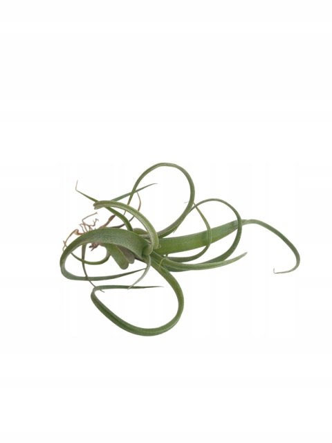 Tillandsia Curly Slim Oplątwa Epifit Powietrzna Roślina Air Plant Tillandsia Curly Slim Oplątwa Epifit Powietrzna Roślina Air Plant
