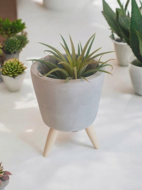 Tillandsia Ionantha Oplątwa Epifit Powietrzna Roślina Air Plant w osłonce Tillandsia Ionantha Oplątwa Epifit Powietrzna Roślina Air Plant w osłonce