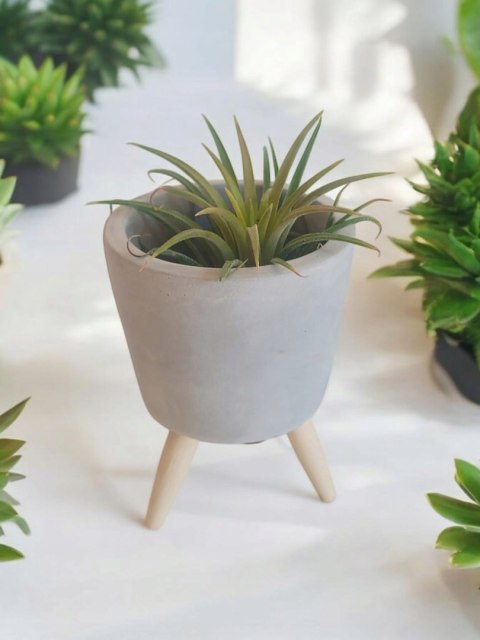 Tillandsia Ionantha Oplątwa Epifit Powietrzna Roślina Air Plant w osłonce Tillandsia Ionantha Oplątwa Epifit Powietrzna Roślina Air Plant w osłonce