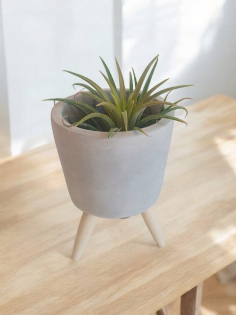 Tillandsia Ionantha Oplątwa Epifit Powietrzna Roślina Air Plant w osłonce Tillandsia Ionantha Oplątwa Epifit Powietrzna Roślina Air Plant w osłonce