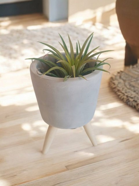 Tillandsia Ionantha Oplątwa Epifit Powietrzna Roślina Air Plant w osłonce Tillandsia Ionantha Oplątwa Epifit Powietrzna Roślina Air Plant w osłonce