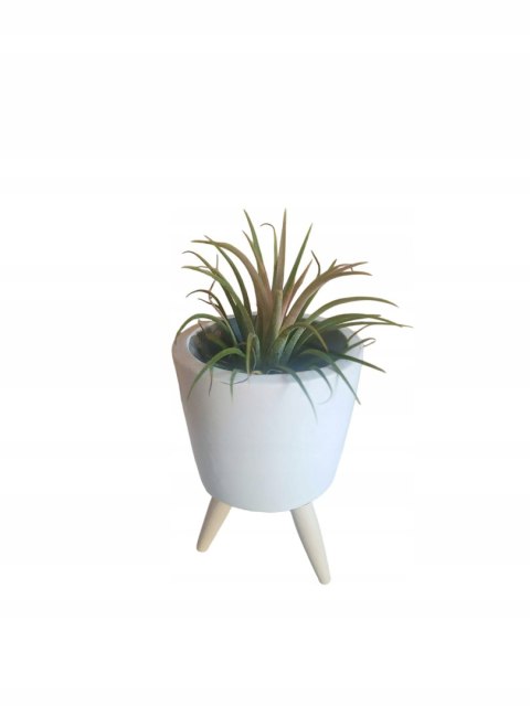 Tillandsia Ionantha Oplątwa Epifit Powietrzna Roślina Air Plant w osłonce Tillandsia Ionantha Oplątwa Epifit Powietrzna Roślina Air Plant w osłonce