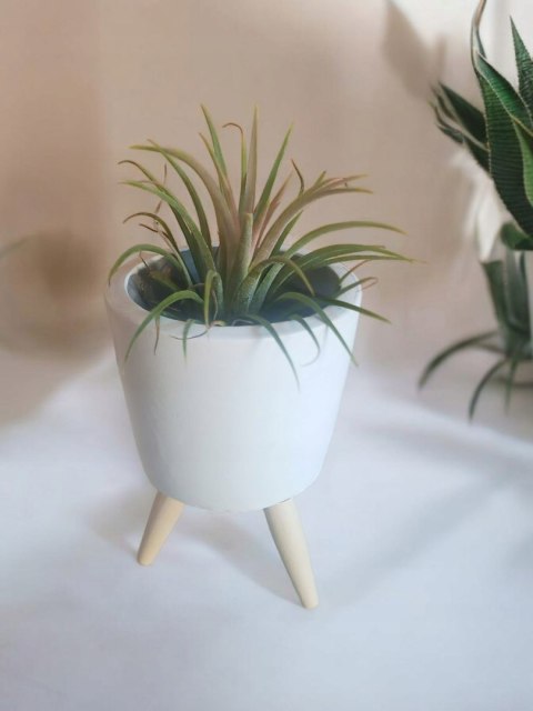 Tillandsia Ionantha Oplątwa Epifit Powietrzna Roślina Air Plant w osłonce Tillandsia Ionantha Oplątwa Epifit Powietrzna Roślina Air Plant w osłonce