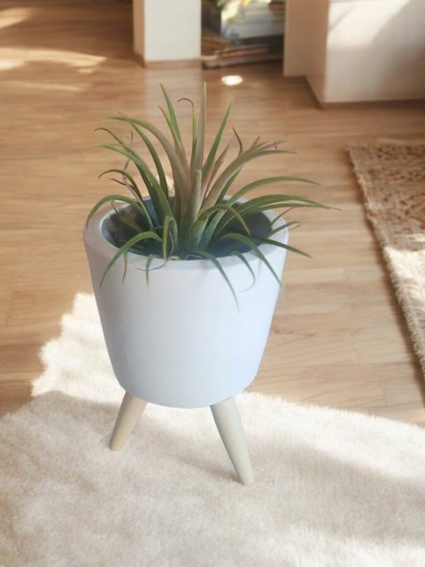 Tillandsia Ionantha Oplątwa Epifit Powietrzna Roślina Air Plant w osłonce Tillandsia Ionantha Oplątwa Epifit Powietrzna Roślina Air Plant w osłonce