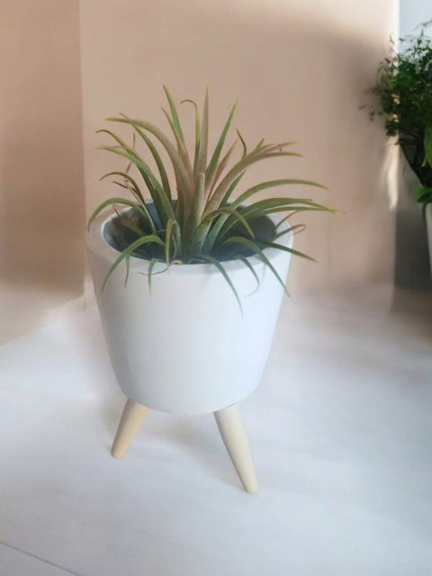 Tillandsia Ionantha Oplątwa Epifit Powietrzna Roślina Air Plant w osłonce Tillandsia Ionantha Oplątwa Epifit Powietrzna Roślina Air Plant w osłonce