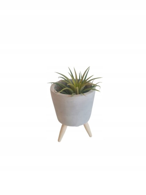 Tillandsia Ionantha Oplątwa Epifit Powietrzna Roślina Air Plant w osłonce Tillandsia Ionantha Oplątwa Epifit Powietrzna Roślina Air Plant w osłonce
