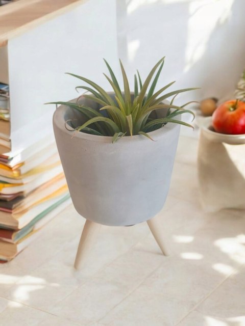 Tillandsia Ionantha Oplątwa Epifit Powietrzna Roślina Air Plant w osłonce Tillandsia Ionantha Oplątwa Epifit Powietrzna Roślina Air Plant w osłonce