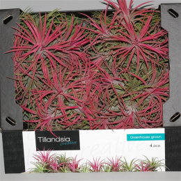 Tillandsia ionantha