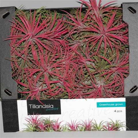 Tillandsia ionantha
