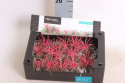 Tillandsia