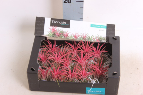 Tillandsia