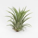 Tillandsia