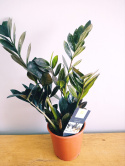Zamioculcas Raven