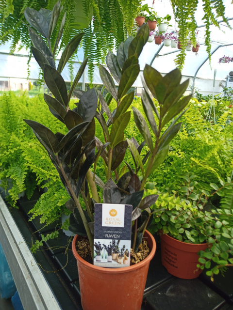 Zamioculcas Raven Zamioculcas Raven