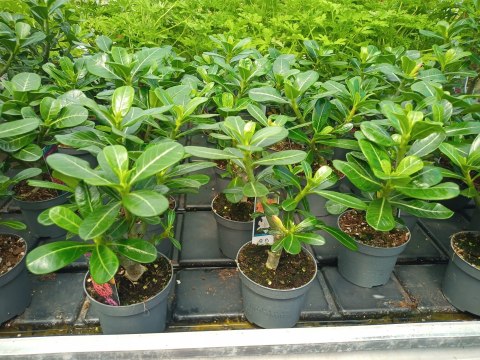 Adenium Obesum Drzewko Pieniędzy RÓŻA PUSTYNI Bonsai REAL FOTO Biało różowe Adenium Obesum Drzewko Pieniędzy RÓŻA PUSTYNI Bonsai REAL FOTO Biało różowe