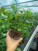 Adenium Obesum Drzewko Pieniędzy RÓŻA PUSTYNI Bonsai REAL FOTO Biało różowe