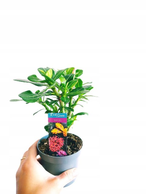 Adenium Obesum Drzewko Pieniędzy RÓŻA PUSTYNI Bonsai REAL FOTO Biało różowe Adenium Obesum Drzewko Pieniędzy RÓŻA PUSTYNI Bonsai REAL FOTO Biało różowe