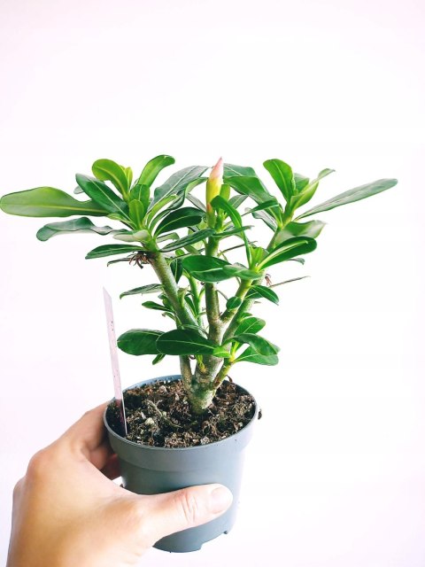 Adenium Obesum Drzewko Pieniędzy RÓŻA PUSTYNI Bonsai REAL FOTO Biało różowe Adenium Obesum Drzewko Pieniędzy RÓŻA PUSTYNI Bonsai REAL FOTO Biało różowe