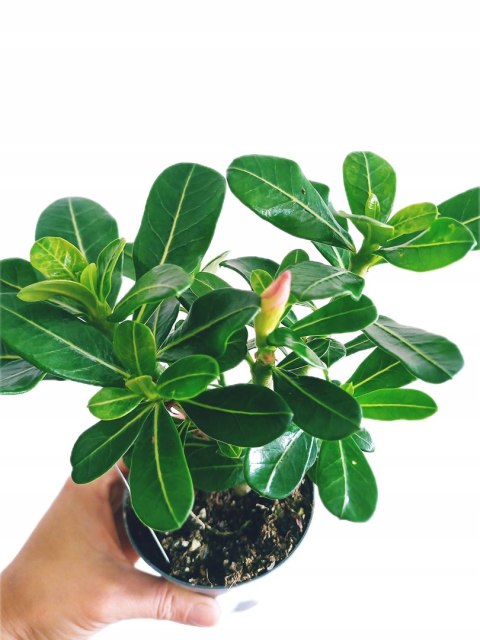 Adenium Obesum RÓŻA PUSTYNI Drzewko Pieniędzy Biało- różowe Baobab mini Adenium Obesum RÓŻA PUSTYNI Drzewko Pieniędzy Biało- różowe Baobab mini
