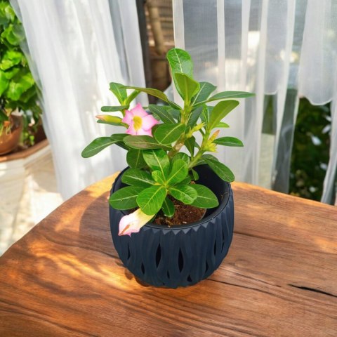 Adenium Obesum RÓŻA PUSTYNI Drzewko Pieniędzy Biało- różowe Baobab mini Adenium Obesum RÓŻA PUSTYNI Drzewko Pieniędzy Biało- różowe Baobab mini