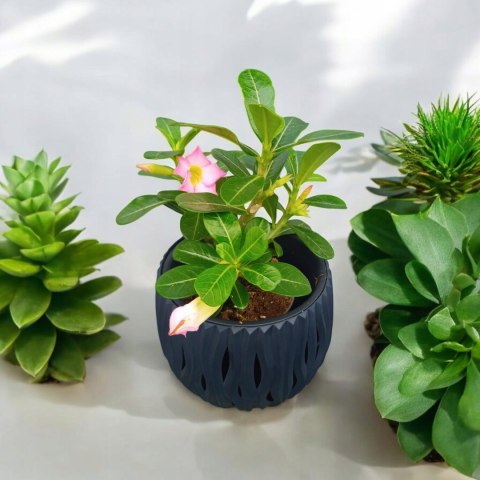 Adenium Obesum RÓŻA PUSTYNI Drzewko Pieniędzy Biało- różowe Baobab mini Adenium Obesum RÓŻA PUSTYNI Drzewko Pieniędzy Biało- różowe Baobab mini