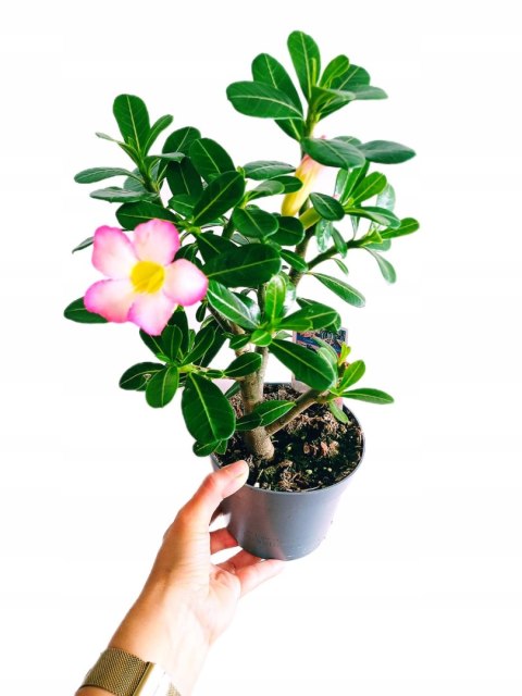 Adenium Obesum RÓŻA PUSTYNI Drzewko Pieniędzy Kwitnące z Pączkami różowe Adenium Obesum RÓŻA PUSTYNI Drzewko Pieniędzy Kwitnące z Pączkami różowe