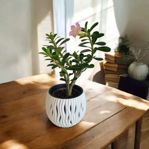Adenium Obesum RÓŻA PUSTYNI Drzewko Pieniędzy Kwitnące z Pączkami różowe Adenium Obesum RÓŻA PUSTYNI Drzewko Pieniędzy Kwitnące z Pączkami różowe
