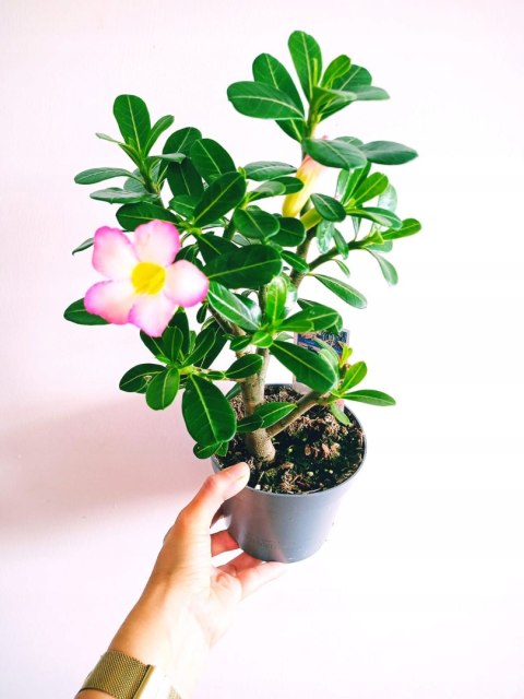Adenium Obesum RÓŻA PUSTYNI Drzewko Pieniędzy Kwitnące z Pączkami różowe Adenium Obesum RÓŻA PUSTYNI Drzewko Pieniędzy Kwitnące z Pączkami różowe