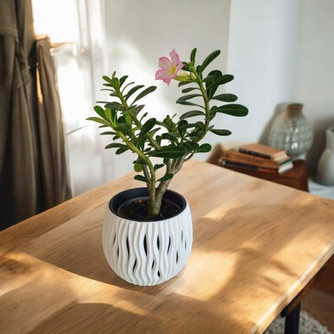 Adenium Obesum RÓŻA PUSTYNI Drzewko Pieniędzy Kwitnące z Pączkami różowe Adenium Obesum RÓŻA PUSTYNI Drzewko Pieniędzy Kwitnące z Pączkami różowe