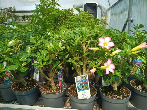 Adenium Obesum RÓŻA PUSTYNI Drzewko Pieniędzy Kwitnące z Pączkami różowe Adenium Obesum RÓŻA PUSTYNI Drzewko Pieniędzy Kwitnące z Pączkami różowe