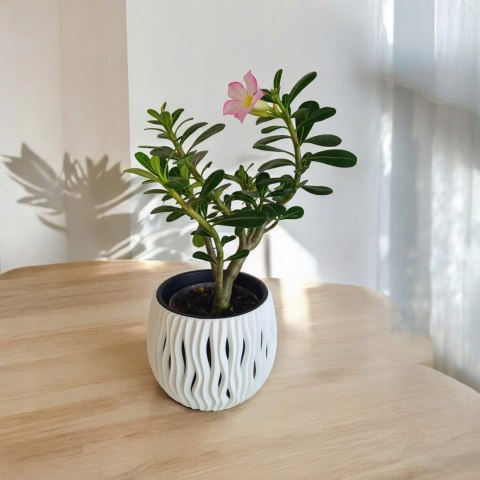 Adenium Obesum RÓŻA PUSTYNI Drzewko Pieniędzy Kwitnące z Pączkami różowe Adenium Obesum RÓŻA PUSTYNI Drzewko Pieniędzy Kwitnące z Pączkami różowe