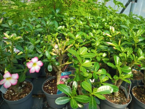 Adenium Obesum RÓŻA PUSTYNI Drzewko Pieniędzy Kwitnące z Pączkami różowe Adenium Obesum RÓŻA PUSTYNI Drzewko Pieniędzy Kwitnące z Pączkami różowe