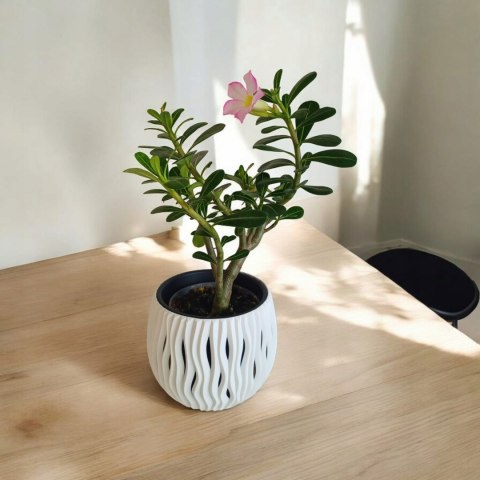 Adenium Obesum RÓŻA PUSTYNI Drzewko Pieniędzy Kwitnące z Pączkami różowe Adenium Obesum RÓŻA PUSTYNI Drzewko Pieniędzy Kwitnące z Pączkami różowe