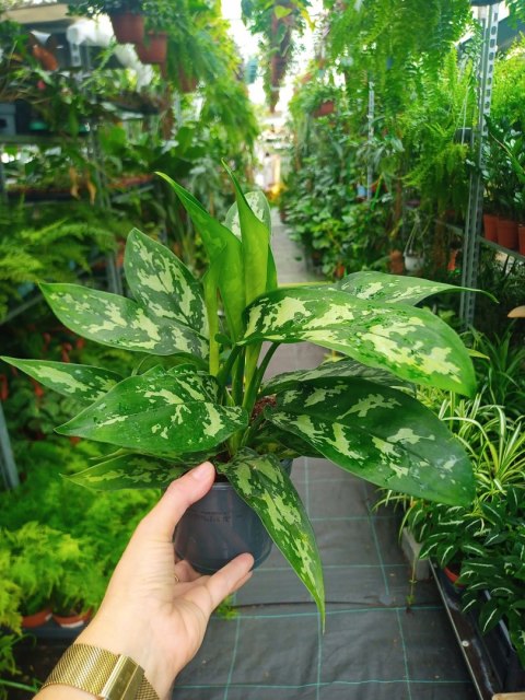 Aglomena Aglaonema Maria ciezka do zabicia roślina do cienia Aglomena Aglaonema Maria ciezka do zabicia roślina do cienia
