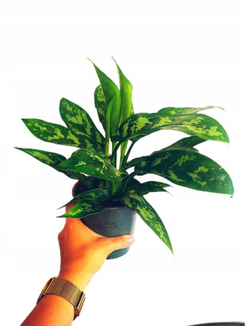 Aglomena Aglaonema Maria ciezka do zabicia roślina do cienia Aglomena Aglaonema Maria ciezka do zabicia roślina do cienia