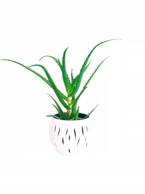 Aloes leczniczy Aloes Drzewiasty ten gatunek ktorego nasze babcie uzywaly Aloes leczniczy Aloes Drzewiasty ten gatunek ktorego nasze babcie uzywaly
