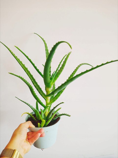 Aloes leczniczy Aloes Drzewiasty ten gatunek ktorego nasze babcie uzywaly Aloes leczniczy Aloes Drzewiasty ten gatunek ktorego nasze babcie uzywaly