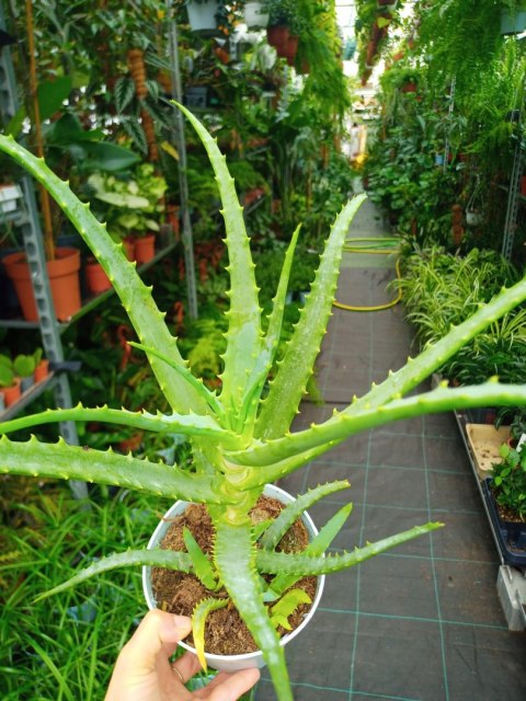 Aloes leczniczy Aloes Drzewiasty ten gatunek ktorego nasze babcie uzywaly Aloes leczniczy Aloes Drzewiasty ten gatunek ktorego nasze babcie uzywaly