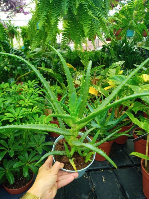 Aloes leczniczy Aloes Drzewiasty ten gatunek ktorego nasze babcie uzywaly Aloes leczniczy Aloes Drzewiasty ten gatunek ktorego nasze babcie uzywaly