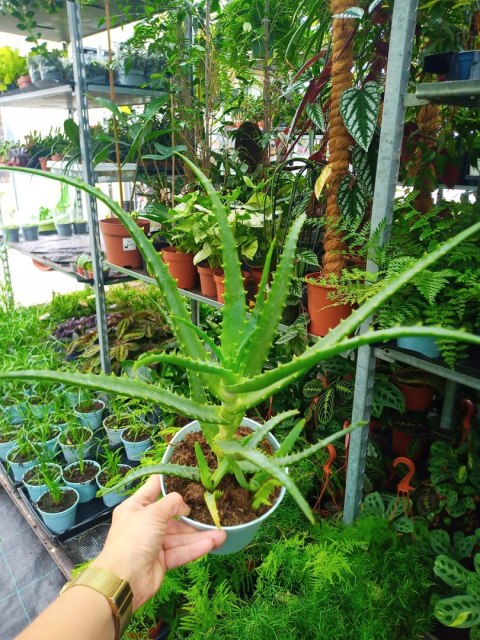 Aloes leczniczy Aloes Drzewiasty ten gatunek ktorego nasze babcie uzywaly Aloes leczniczy Aloes Drzewiasty ten gatunek ktorego nasze babcie uzywaly