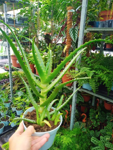 Aloes leczniczy Aloes Drzewiasty ten gatunek ktorego nasze babcie uzywaly Aloes leczniczy Aloes Drzewiasty ten gatunek ktorego nasze babcie uzywaly