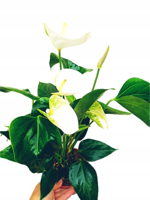 Anthurium andreanum Kwiat Flaminga Anturium Białe Anthurium andreanum Kwiat Flaminga Anturium Białe