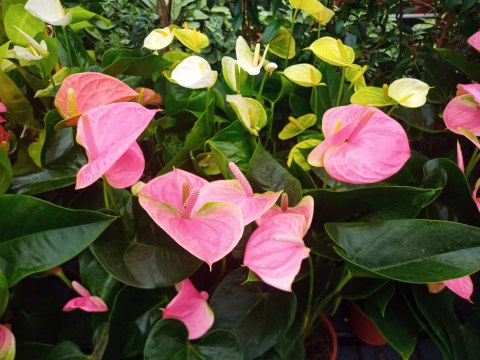 Anthurium andreanum Kwiat Flaminga Anturium Białe Anthurium andreanum Kwiat Flaminga Anturium Białe