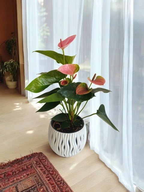 Anthurium andreanum PINK Kwiat Flaminga Anturium Różowe Anthurium andreanum PINK Kwiat Flaminga Anturium Różowe