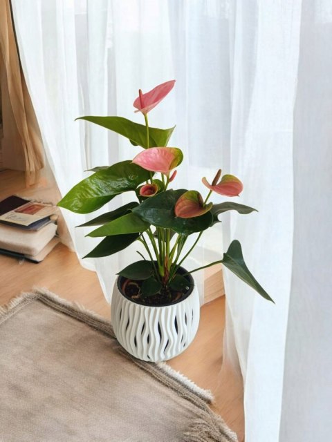 Anthurium andreanum PINK Kwiat Flaminga Anturium Różowe Anthurium andreanum PINK Kwiat Flaminga Anturium Różowe