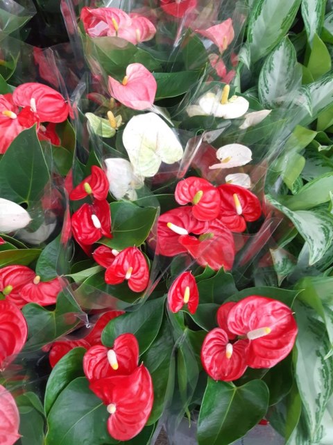 Anthurium andreanum PINK Kwiat Flaminga Anturium Różowe Anthurium andreanum PINK Kwiat Flaminga Anturium Różowe