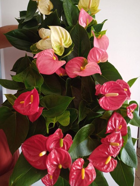 Anthurium andreanum PINK Kwiat Flaminga Anturium Różowe Anthurium andreanum PINK Kwiat Flaminga Anturium Różowe